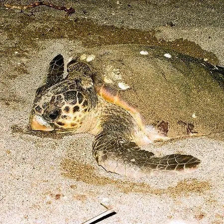 Nostalgia World Kızılot