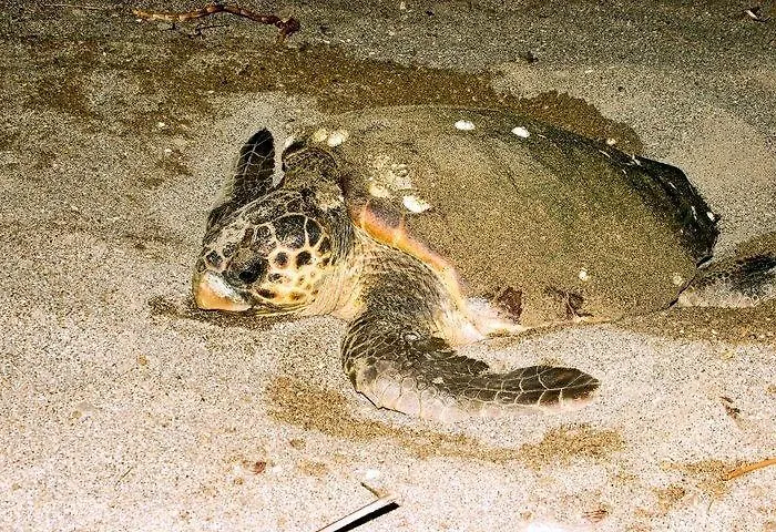 Nostalgia World Kızılot