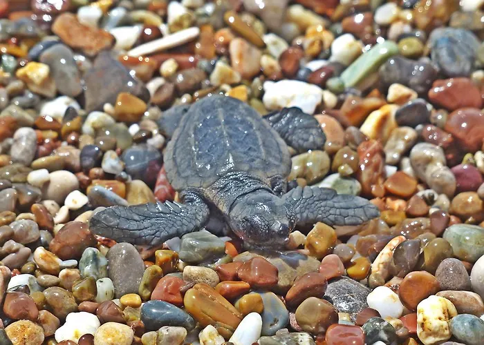 호텔 Nostalgia World 3*