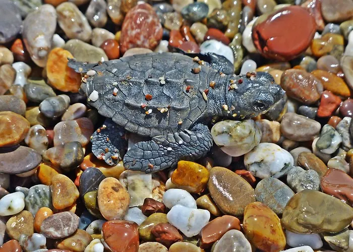 Nostalgia World 3* Kızılot