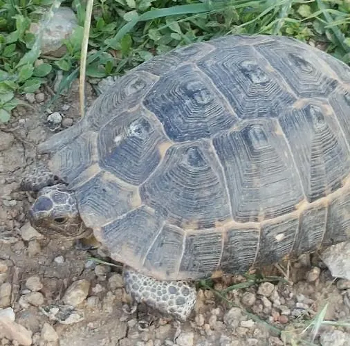 Nostalgia World Hotel