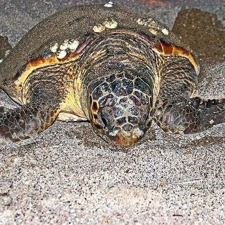 Hotel Nostalgia World