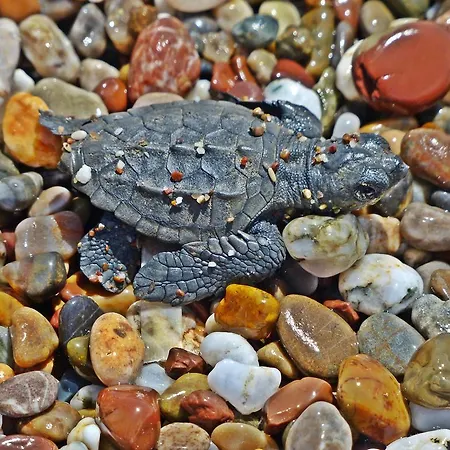 Nostalgia World 3* Kızılot