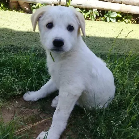 Nostalgia World Hotel Kızılot